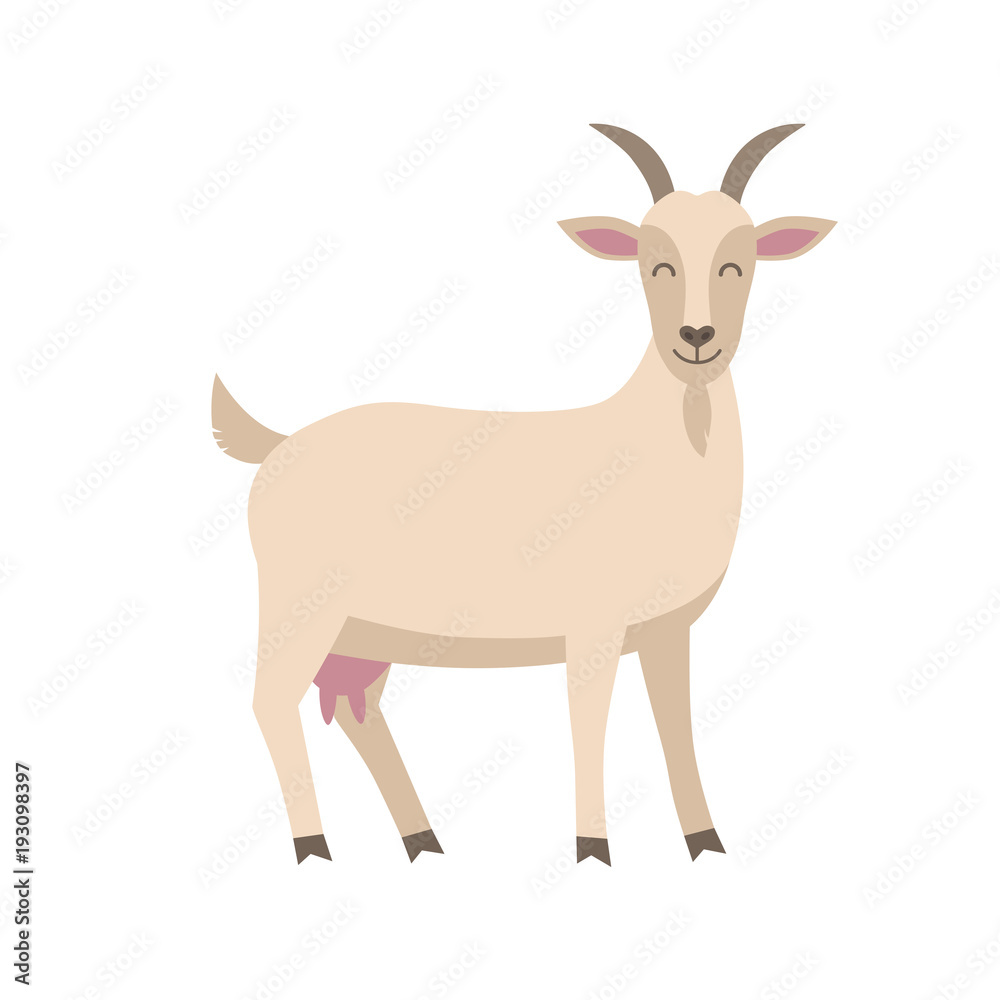 Cute goat vector flat illustration isolated on white background. Farm animal goat cartoon character. Cute goat vector flat illustration isolated on white background. Farm animal goat cartoon character.
