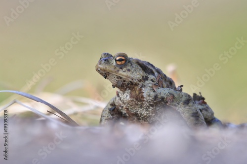 Common toad siting on the ground, European toad in the natural environment. Bufo bufo. Wildlife in Czech.