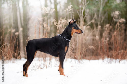 Beautiful Doberman dog in the winter forest