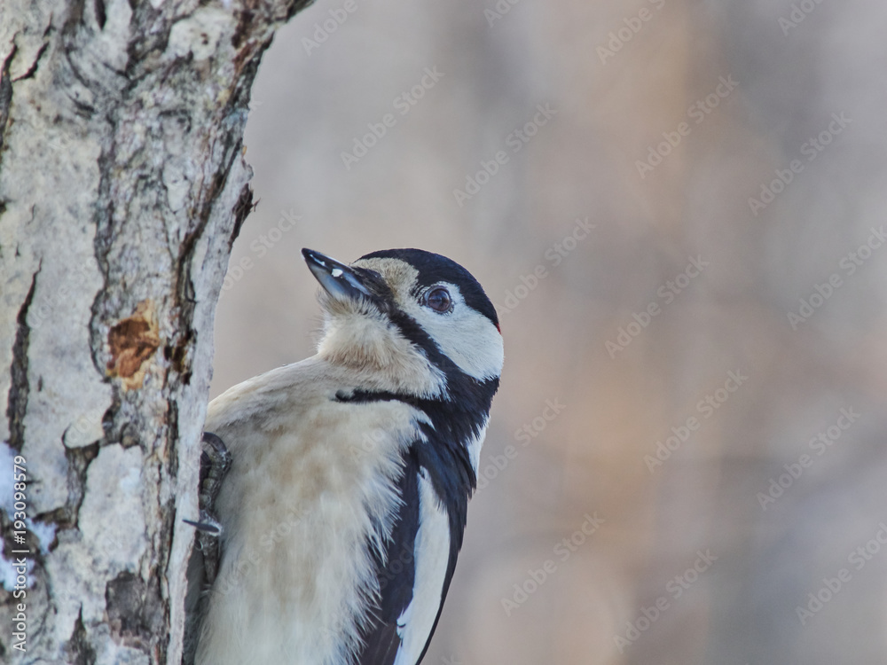 Obraz premium a large motley woodpecker in the forest. winter