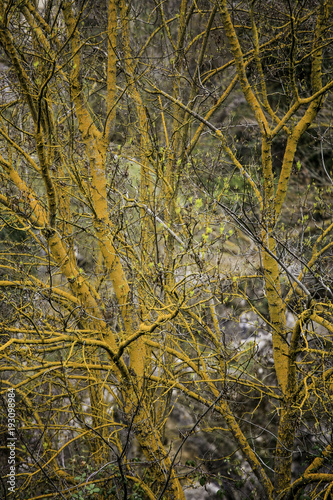 alberi contorti in giallo