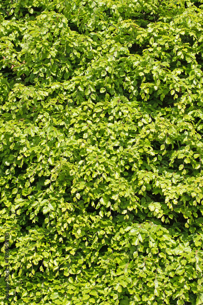 Buche, Fagus, Weißbuche, Hainbuche Buche, Fagus, Weißbuche, Hainbuche
