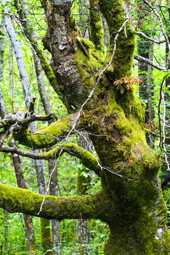 natura selvaggia in verde photo