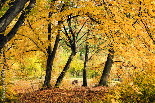 Alberi gialli in autunno a Praga