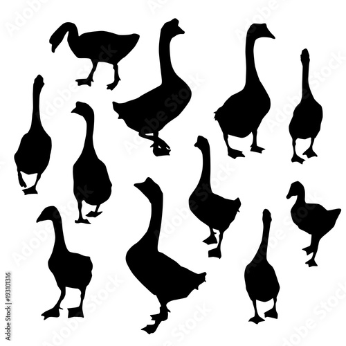 Fototapeta Naklejka Na Ścianę i Meble -  set geese, Black duck goose silhouette isolated on white background. Vector