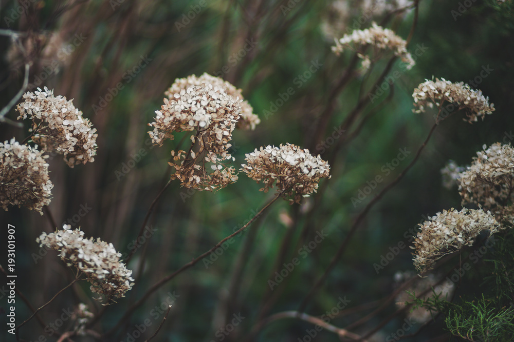 Dry flower heads against green background. Dry flower heads against green background.