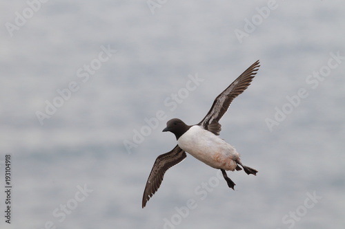 Common murre or common guillemot (Uria aalge) Heligoland, Germany photo