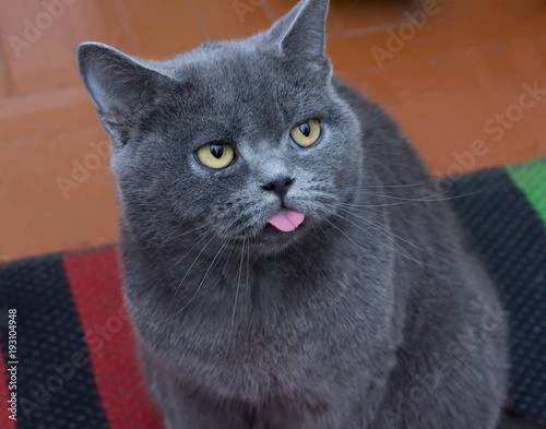 Cat shows tongue photo