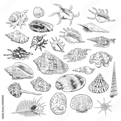 Unique museum collection of sea shells rare endangered species, molluscs Gastropoda Bivalvia Venus comb murex Corculum cardissa Tridacna squamosa Muricidae black contour on white background. Vector