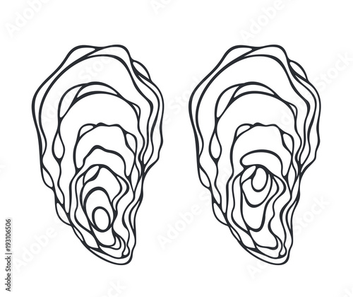 Oyster set. Isolated oyster  on white background photo