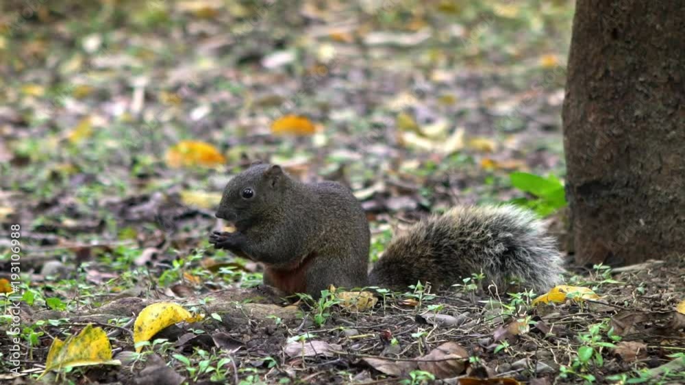 Slow Motion of A Cute Pallas's Squirrel Is Eating Food On The Floor Of The Daan Park Forest, Taipei-Dan Slow Motion of A Cute Pallas's Squirrel Is Eating Food On The Floor Of The Daan Park Forest, Taipei-Dan