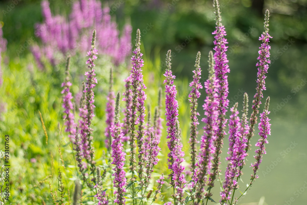 Beautiful artistic flowers of nature 