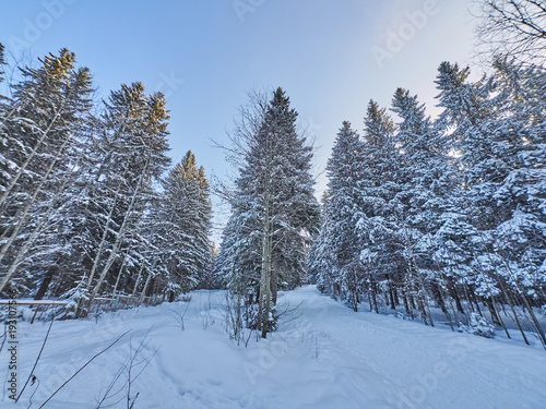 a coniferous forest in winter