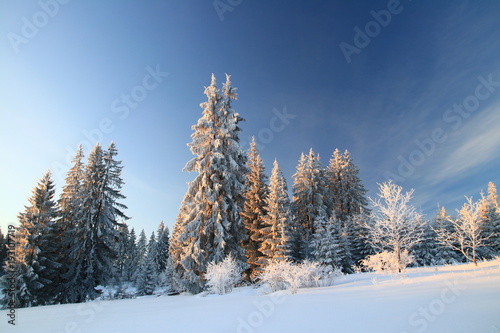 Cold winter morning on mountain, pine forest and blue 