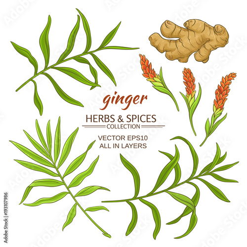 ginger elements set