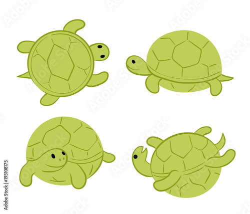 green tortoises