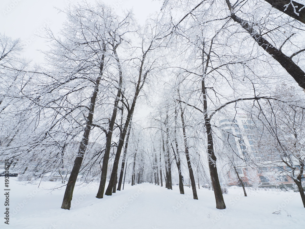 forest in winter forest in winter