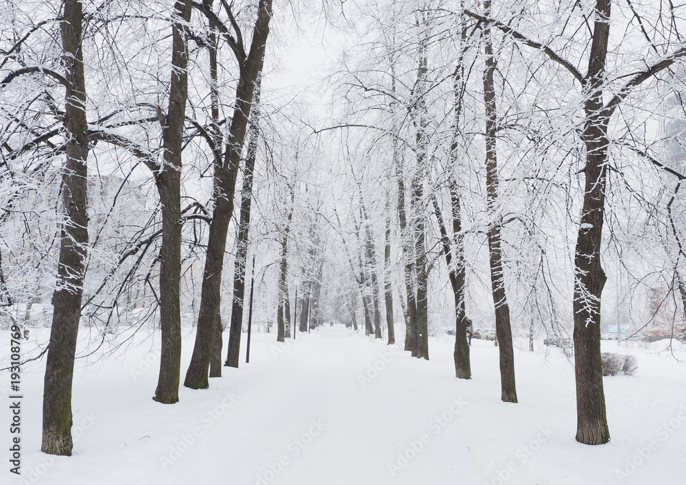 forest in winter