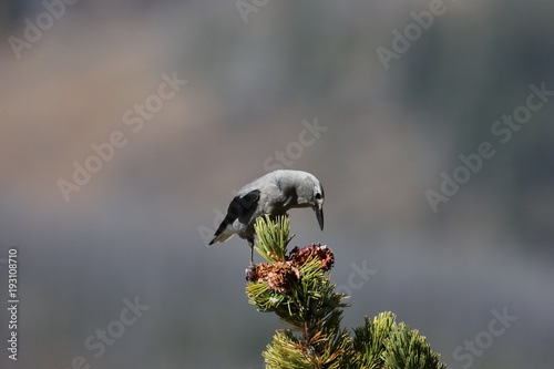 Clarks Nutcracker Yellowstone NP  photo