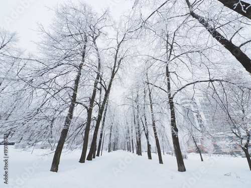 Wallpaper Mural forest in winter Torontodigital.ca