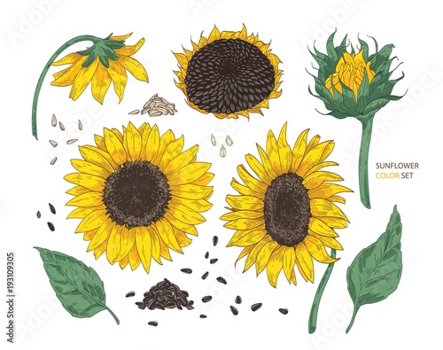 Collection of beautiful realistic drawings of sunflower parts. Bundle of flowers, buds, seeds and leaves hand drawn on white background. Colorful vector illustration in elegant vintage style.