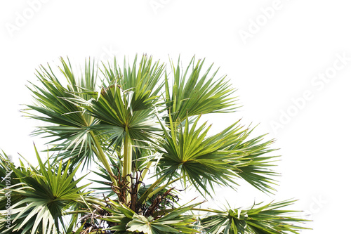 Isolated tree on white background.