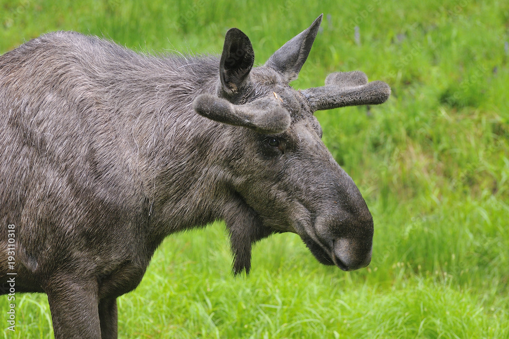 Elchbulle im Regen