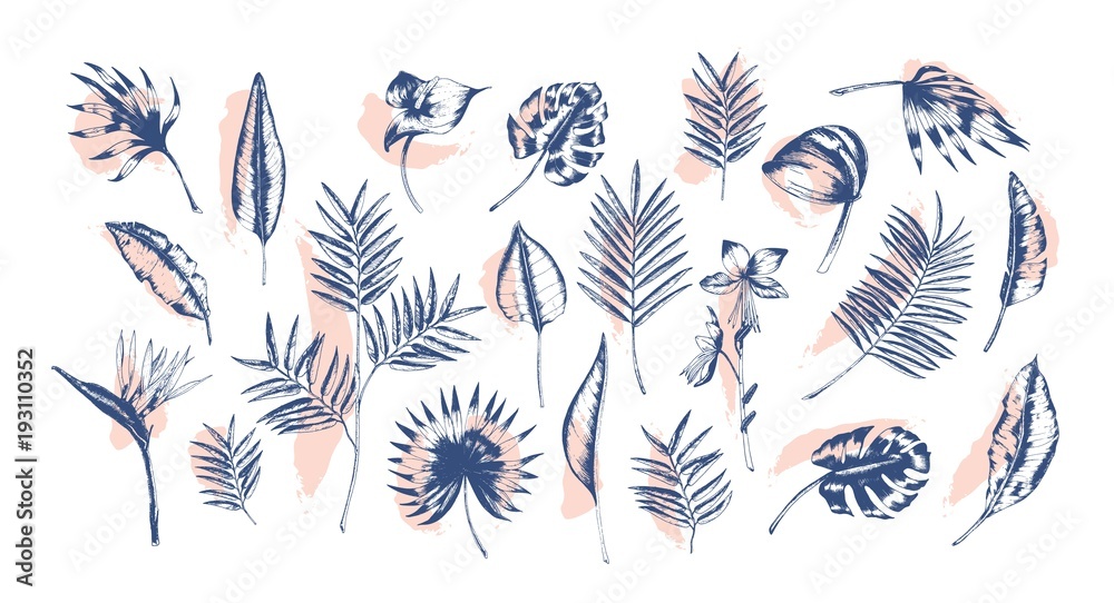 Bundle of tropical leaves of various plants hand drawn with contour lines against pink paint traces on background. Set of exotic foliage of different size and shape. Realistic vector illustration. - obrazy, fototapety, plakaty 