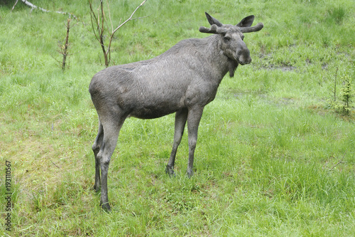 Elchbulle im Regen photo