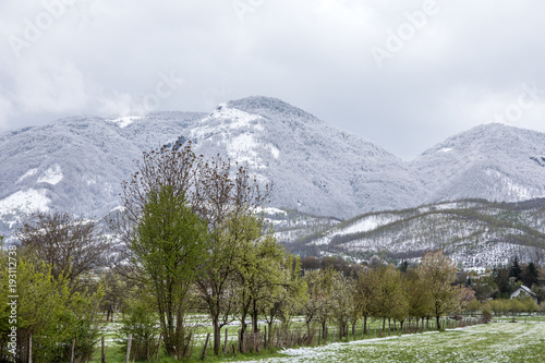 Fototapeta Śnieżne kwietniowe dni