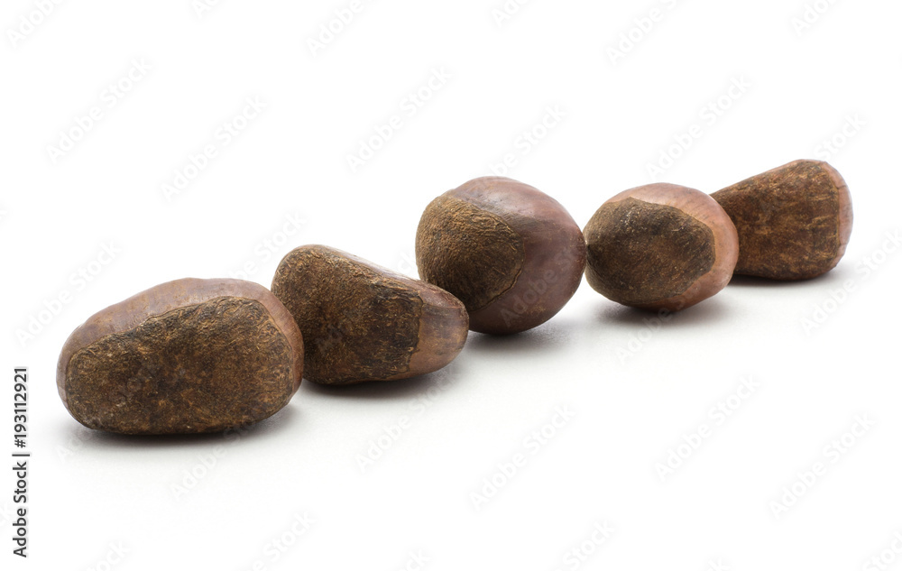 Five European chestnuts Spanish edible isolated on white background raw fresh brown nuts in row. Five European chestnuts Spanish edible isolated on white background raw fresh brown nuts in row.