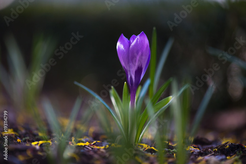 Macro of a violet crocus in springtime. Close up. © demanescale
