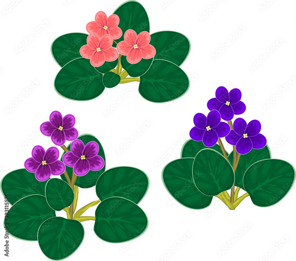 African violets (Saintpaulia) plants with purple, blue and pink flowers African violets (Saintpaulia) plants with purple, blue and pink flowers