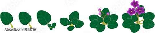 Stages of vegetative reproduction of African violets (Saintpaulia). Sequence of stages of plant growth from leaf section to mature plant with flowers