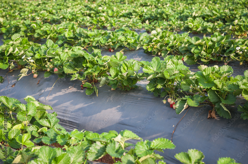 Strawberry farm raw garden sprinkler implant soil with plastic guard protect in clod weather Strawberry farm raw garden sprinkler implant soil with plastic guard protect in clod weather