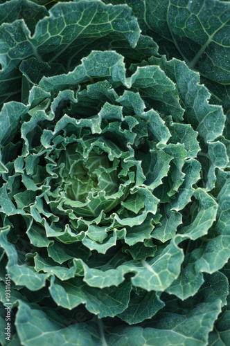 Close up green cabbage beautiful dew cold weather background, top view © JOMWASCHARA KOMVORN