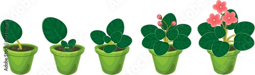 Stages of vegetative reproduction of African violets (Saintpaulia). Sequence of stages of plant growth from leaf section to mature plant with flowers