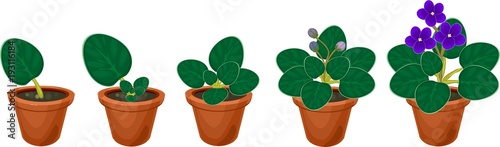 Stages of vegetative reproduction of African violets (Saintpaulia). Sequence of stages of plant growth from leaf section to mature plant with flowers