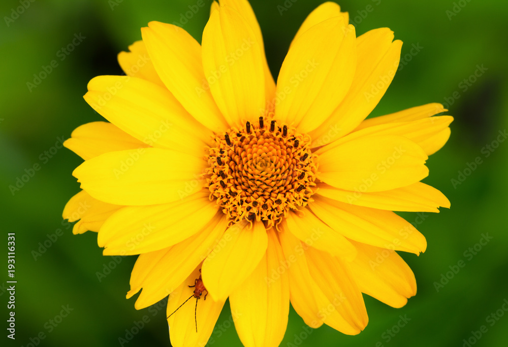 Beetle on the yellow flower.