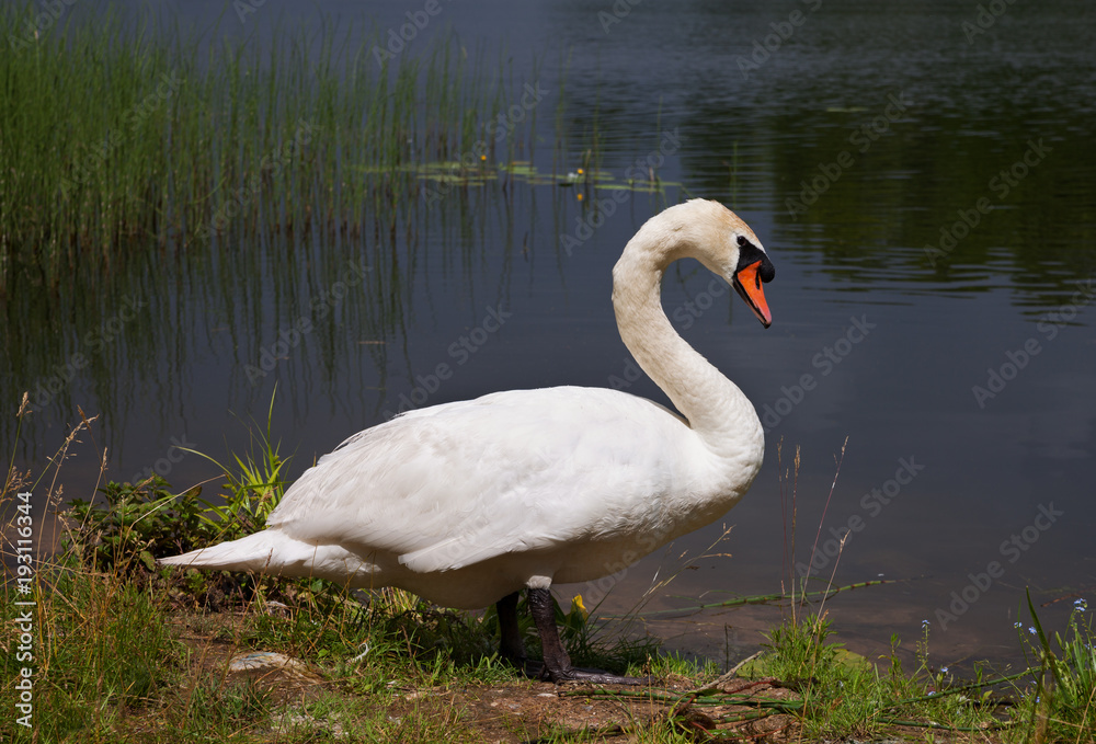 Fototapeta premium Swan at lake.