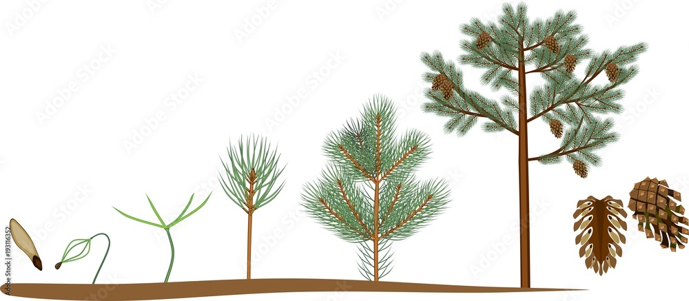 Pine tree life cycle. Plant growin from seed to mature pine tree with cones - obrazy, fototapety, plakaty 