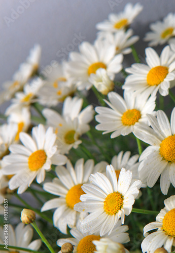 White daisies flowers in bright sun light.