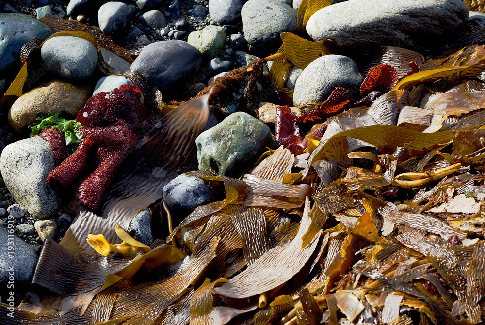 marine algae at seashore in Chile