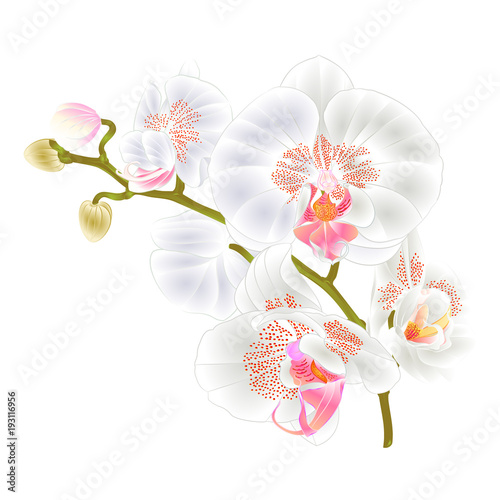 Branch orchids  white flowers  Phalaenopsis tropical plant on a white background  vintage vector botanical illustration for design hand draw