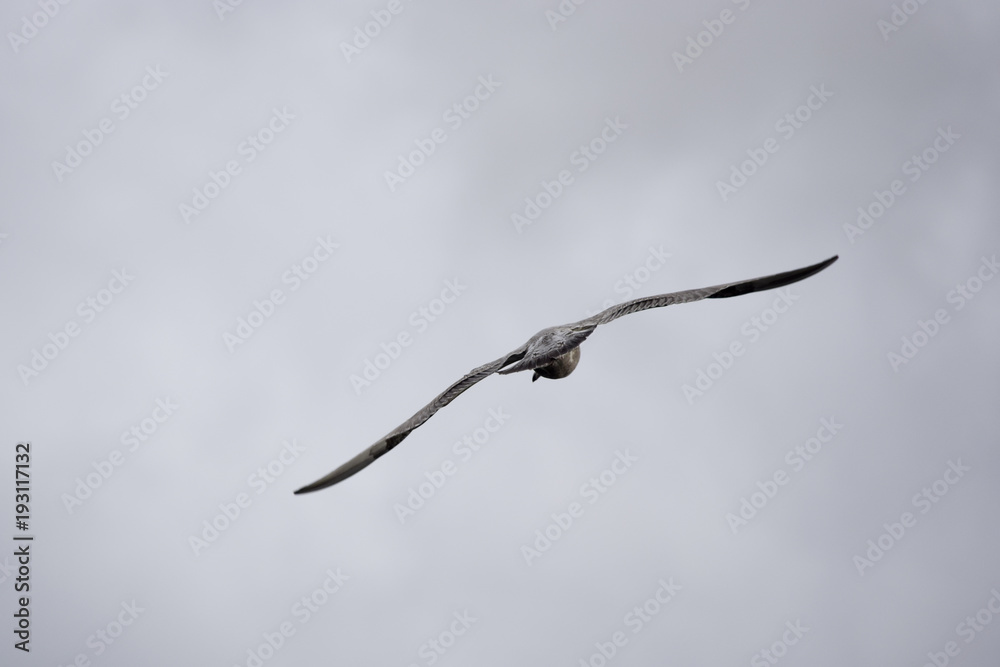 flying seagull on Iceland