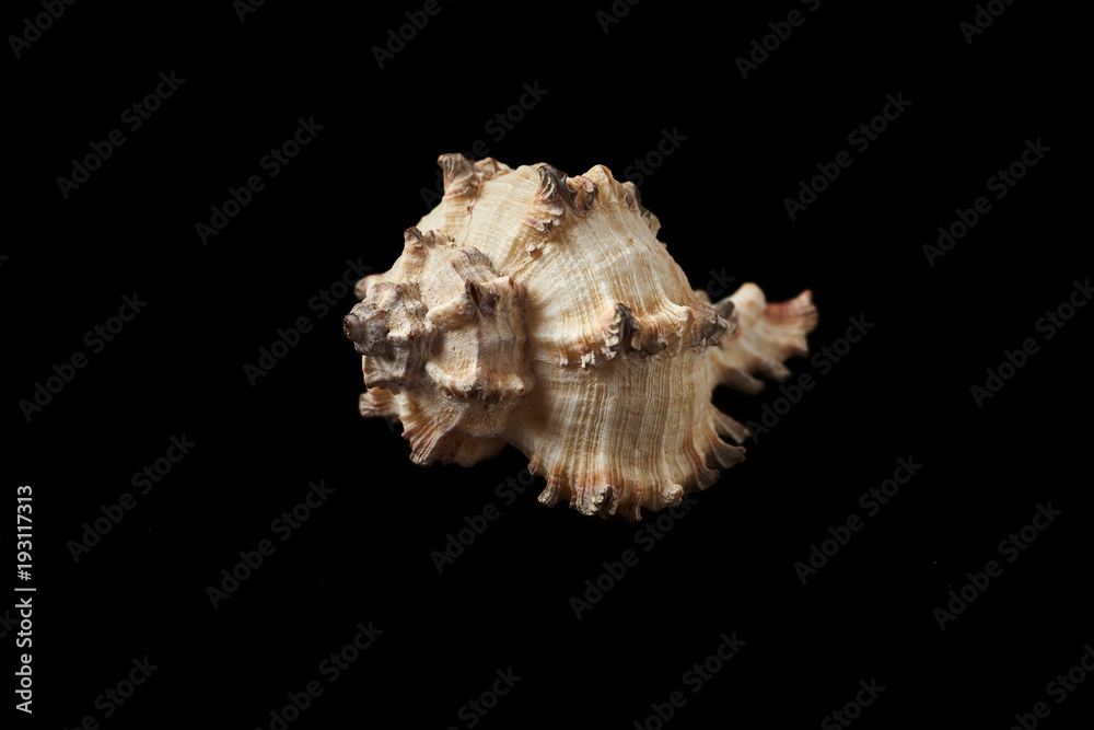 Seashell isolated on a black background. Seashell isolated on a black background.