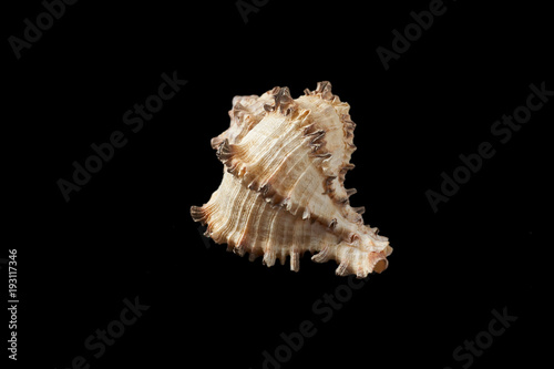 Seashell isolated on a black background.