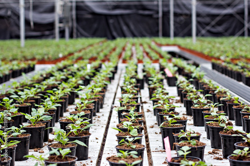 Seedlings of flowers. Large greenhouse with pots with seedlings of flowers.