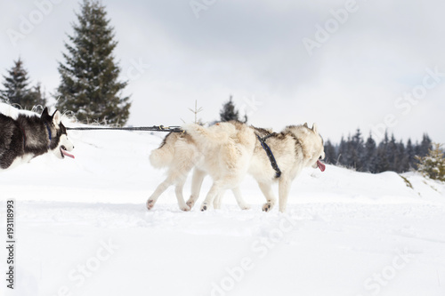  Husky sled competition   © 2207918