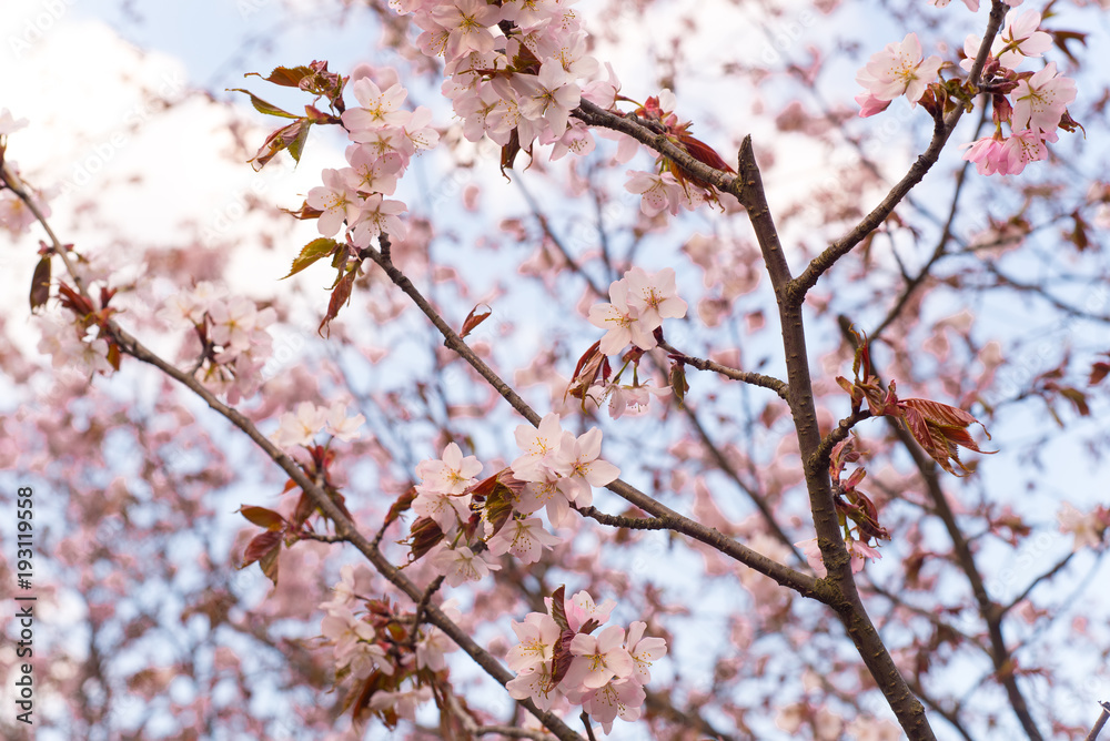 Beautiful cherry blossom sakura in spring time over blue sky Beautiful cherry blossom sakura in spring time over blue sky